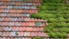 Come pulire facilmente il tetto dal muschio senza rischi: un metodo semplice e sicuro