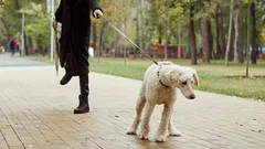 Stanco di avere un cane disobbediente per strada? Le vere ragioni per cui ti ignora