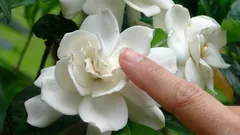 La migliore pianta da appartamento: il suo profumo lussuoso riempirà tutte le stanze