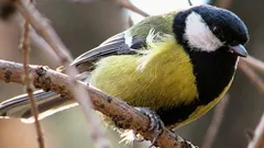 Gli scienziati trovano qualcosa di strano e «umano» nei canti delle cince dopo 75 anni di studi