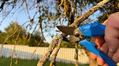 Le cesoie possono aspettare: 6 piante da non potare mai a marzo